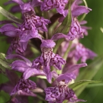 Dactylorhiza majalis