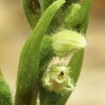 Goodyera repens