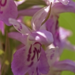 Dactylorhiza junialis