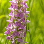 Dactylorhiza praetermissa ssp. junialis