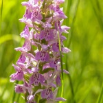 Dactylorhiza praetermissa ssp. junialis