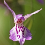 Dactylorhiza junialis