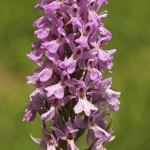 Dactylorhiza praetermissa