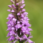 Dactylorhiza praetermissa