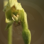 Epipactis phyllanthes