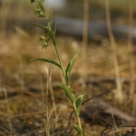 Epipactis phyllanthes