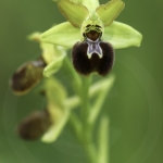 Ophrys argensonnensis