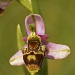 Ophrys santonica