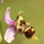 Ophrys santonica