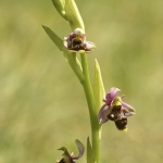 Ophrys santonica