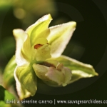 Epipactis helleborine