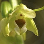 Epipactis muelleri