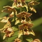 Epipactis helleborine