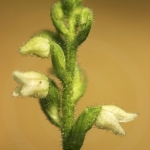 Goodyera repens