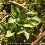 Goodyera repens