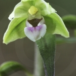 Epipactis purpurata