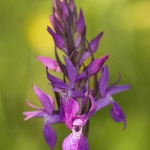 Dactylorhiza elata