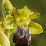 Ophrys sulcata