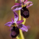 Ophrys drumana