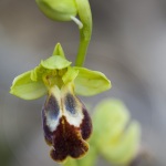 ophrys bilinulata