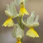 Orchis pauciflora