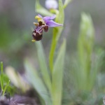 Ophrys scolopax