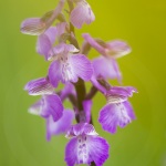 Anacamptis morio