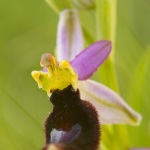 Ophrys aurelia