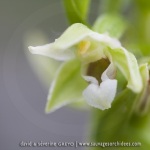 Epipactis leptochila