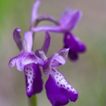 Anacamptis picta