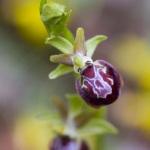 Ophrys provincialis