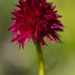 Nigritelle d'Autriche - Gymnadenia austriaca