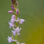 Orchis très odorant