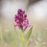 Orchis sureau