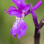 Orchis mâle ; early-purple orchid