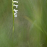 Spiranthe d'été - Spiranthes aestivalis