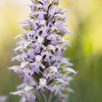 Orchis lacté