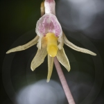 Epipogon sans feuille - Epipogium aphyllum