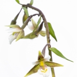 Epipactis palustris