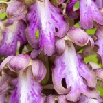 Barlie de Robert ; Giant Orchis