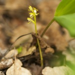 Corallorhiza trifida