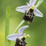 Ophrys pseudoscolopax