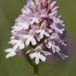 Anacamptis pyramidalis