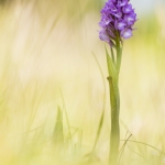 Anacamptis pyramidalis