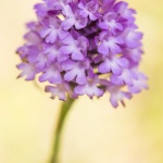 Anacamptis pyramidalis