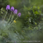 Anacamptis pyramidalis