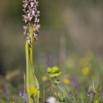 Himantoglossum robertianum