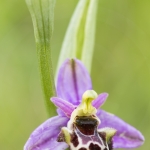 Ophrys pseudoscolopax