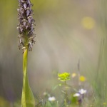 Himantoglossum robertianum