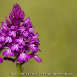 Anacamptis pyramidalis